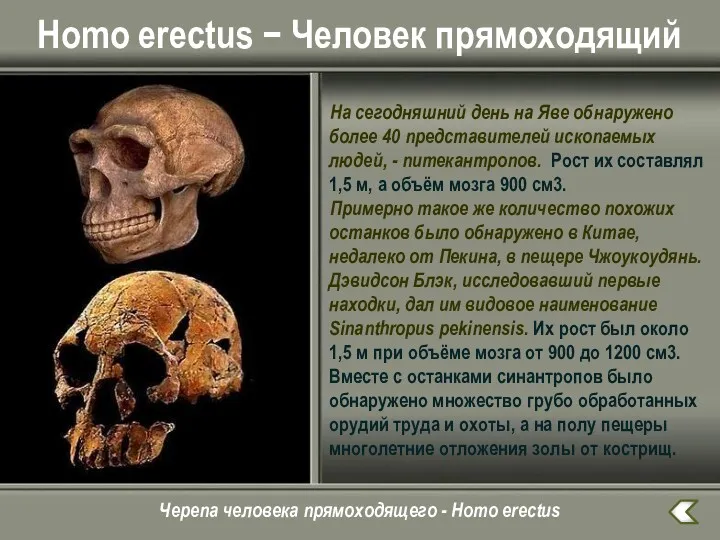 Homo erectus − Человек прямоходящий На сегодняшний день на Яве обнаружено более 40