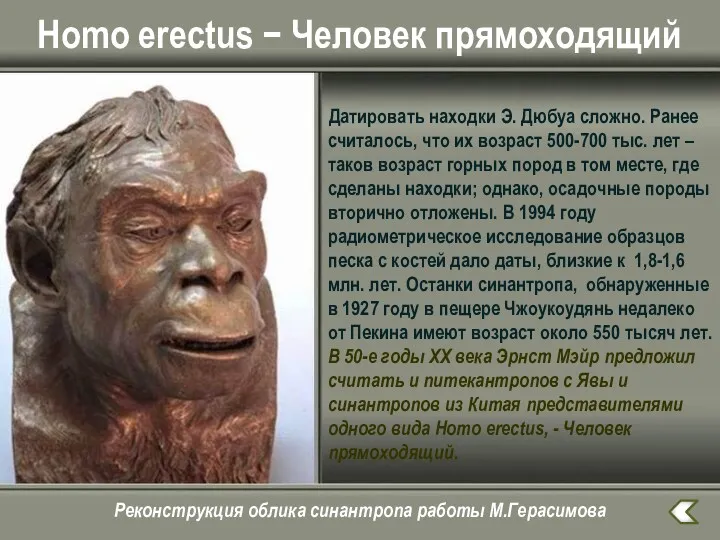 Homo erectus − Человек прямоходящий Датировать находки Э. Дюбуа сложно. Ранее считалось, что