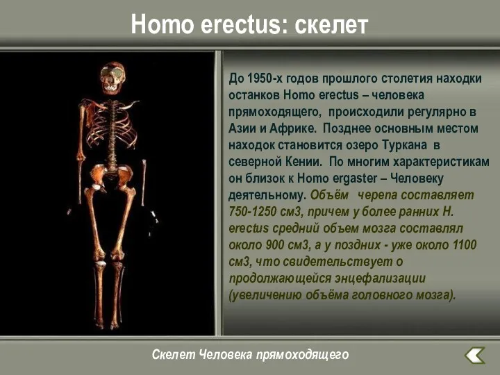Homo erectus: скелет До 1950-х годов прошлого столетия находки останков Homo erectus –