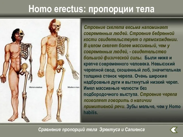 Homo erectus: пропорции тела Строение скелета весьма напоминает современных людей.