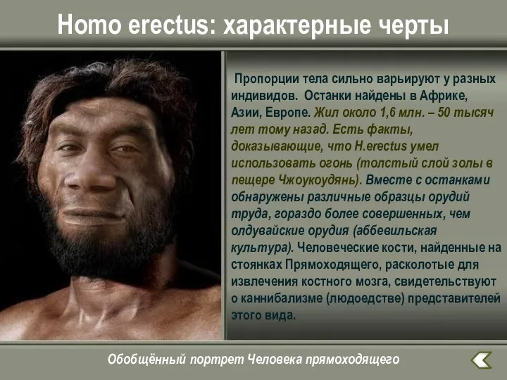 Homo erectus: характерные черты Пропорции тела сильно варьируют у разных индивидов. Останки найдены