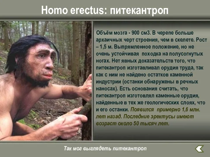 Homo erectus: питекантроп Объём мозга - 900 см3. В черепе больше архаичных черт