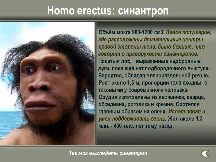 Homo erectus: cинантроп Объём мозга 900-1200 см3. Левое полушарие, где расположены двигательные центры
