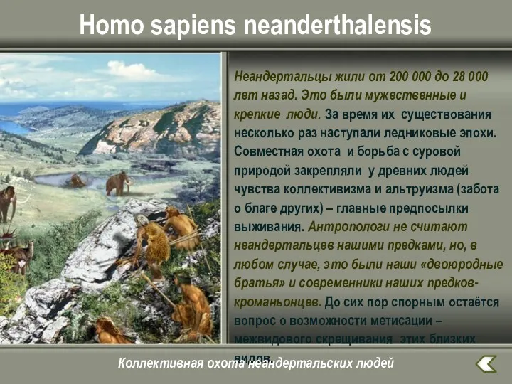 Homo sapiens neanderthalensis Неандертальцы жили от 200 000 до 28 000 лет назад.