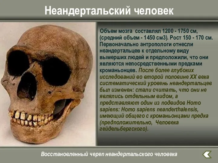 Неандертальский человек Объем мозга составлял 1200 - 1750 см, (средний объем - 1450
