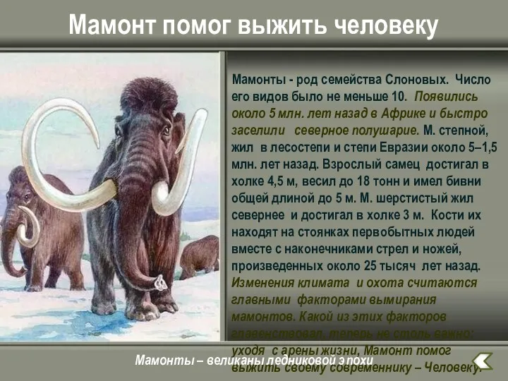 Мамонт помог выжить человеку Мамонты - род семейства Слоновых. Число