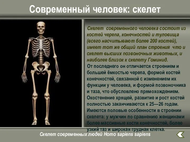 Современный человек: скелет Скелет современного человека состоит из костей черепа, конечностей и туловища