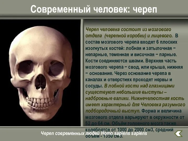 Современный человек: череп Череп человека состоит из мозгового отдела (черепной коробки) и лицевого.