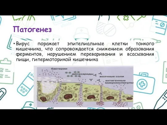 Патогенез Вирус поражает эпителиальные клетки тонкого кишечника, что сопровождается снижением