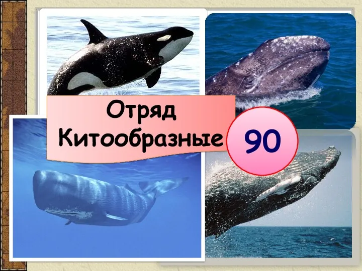 Отряд Китообразные 90