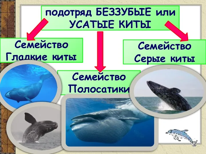 подотряд БЕЗЗУБЫЕ или УСАТЫЕ КИТЫ Семейство Гладкие киты Семейство Серые киты Семейство Полосатики