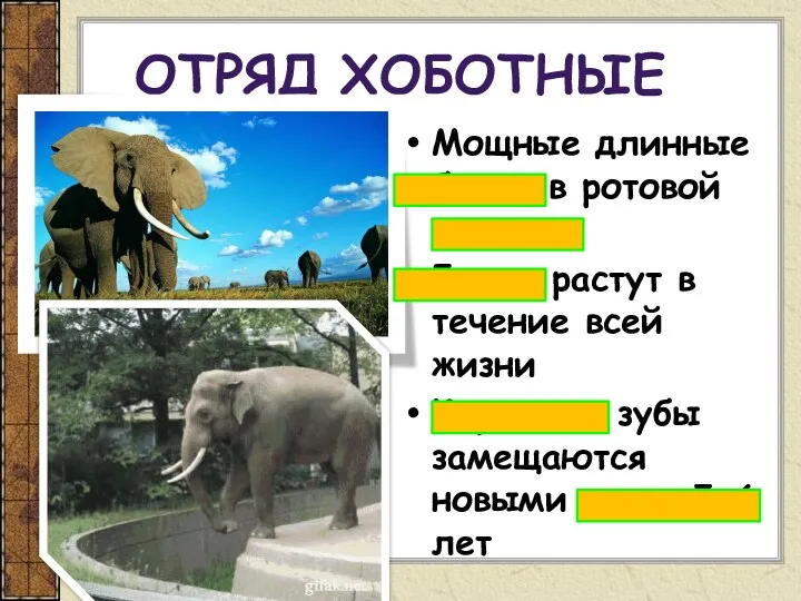 ОТРЯД ХОБОТНЫЕ Мощные длинные бивни в ротовой полости Бивни растут