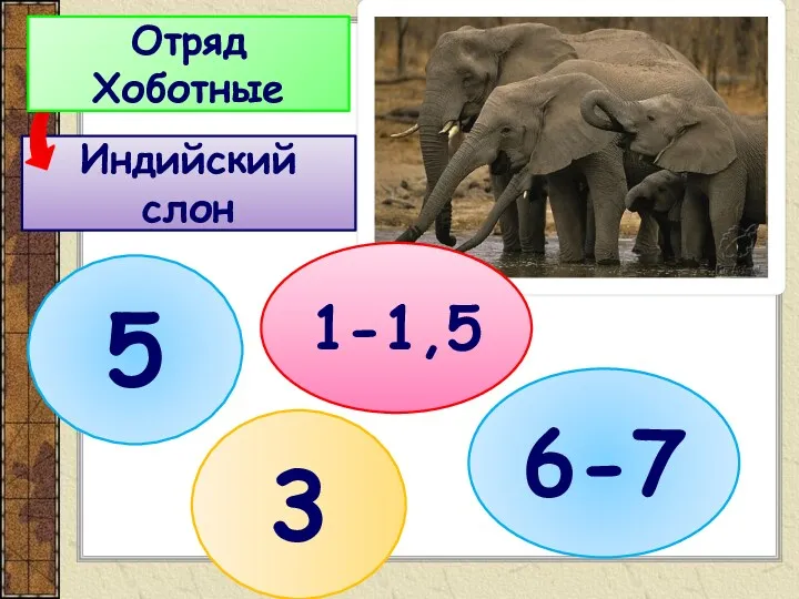 Индийский слон Отряд Хоботные 3 5 1-1,5 6-7