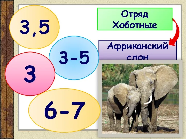 Африканский слон Отряд Хоботные 3,5 3-5 3 6-7