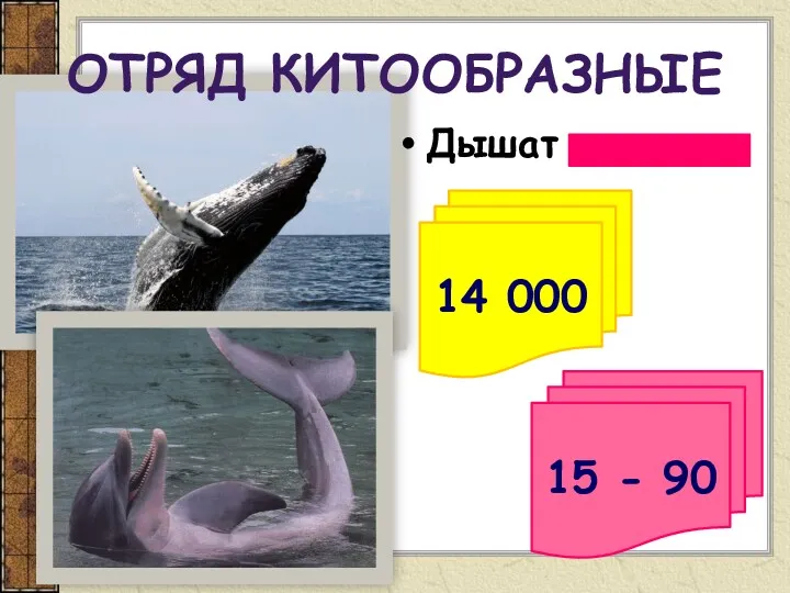 ОТРЯД КИТООБРАЗНЫЕ Дышат легкими 14 000 15 - 90