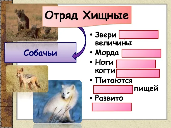 Звери средней величины Морда вытянутая Ноги длинные, когти невтяжные Питаются