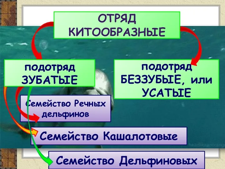 подотряд БЕЗЗУБЫЕ, или УСАТЫЕ ОТРЯД КИТООБРАЗНЫЕ Семейство Речных дельфинов Семейство Кашалотовые Семейство Дельфиновых подотряд ЗУБАТЫЕ