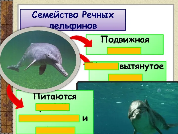 Семейство Речных дельфинов Подвижная голова Узкое вытянутое рыло Питаются рыбой, моллюсками и червями