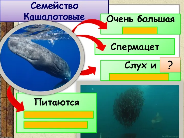 Спермацет Питаются головоногими моллюсками Семейство Кашалотовые Очень большая голова Слух и эхолокация ?