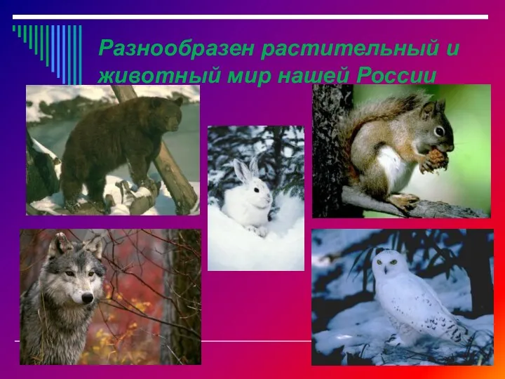 Разнообразен растительный и животный мир нашей России