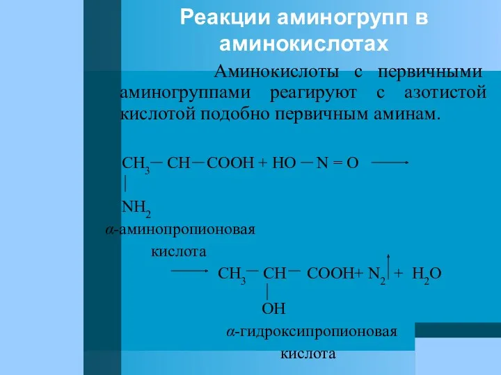 Реакции аминогрупп в аминокислотах Аминокислоты с первичными аминогруппами реагируют с