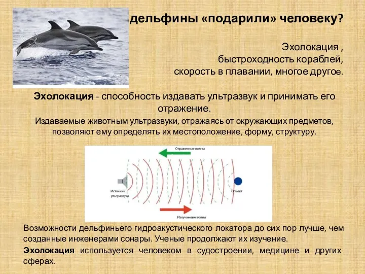 Что дельфины «подарили» человеку? Эхолокация , быстроходность кораблей, скорость в