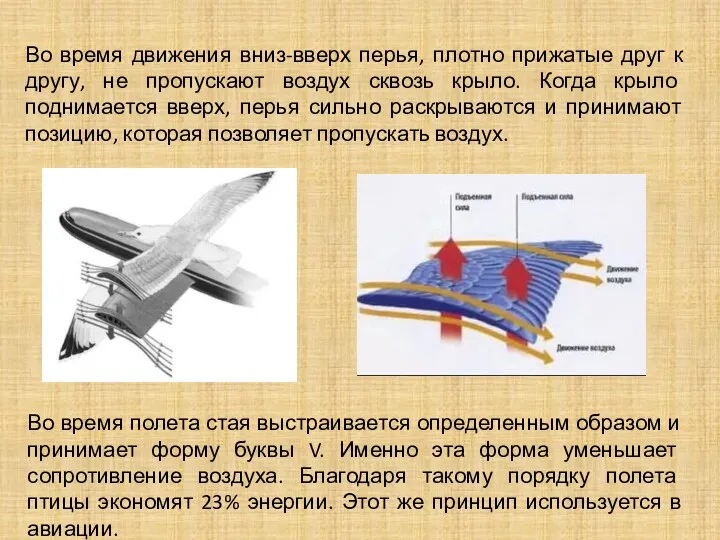 Во время полета стая выстраивается определенным образом и принимает форму