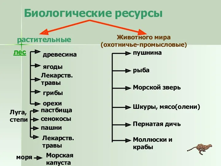 Биологические ресурсы растительные Животного мира (охотничье-промысловые) лес древесина ягоды Лекарств.