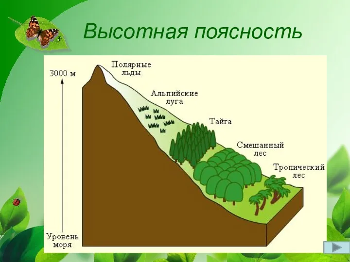 Высотная поясность