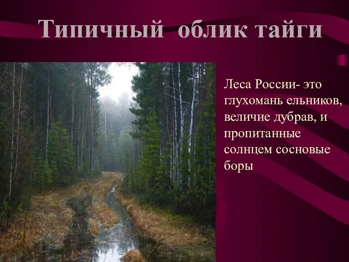 Леса России- это глухомань ельников, величие дубрав, и пропитанные солнцем сосновые боры Типичный облик тайги