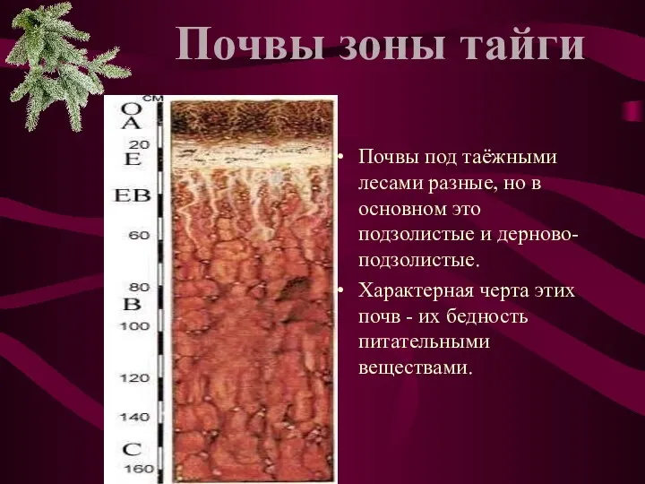 Почвы под таёжными лесами разные, но в основном это подзолистые