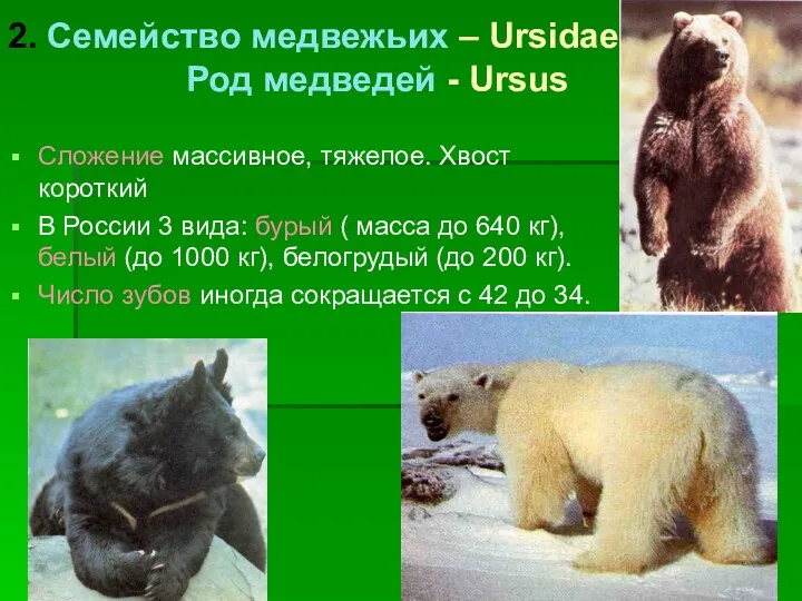 2. Семейство медвежьих – Ursidae Род медведей - Ursus Сложение