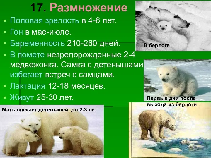 17. Размножение Половая зрелость в 4-6 лет. Гон в мае-июле.