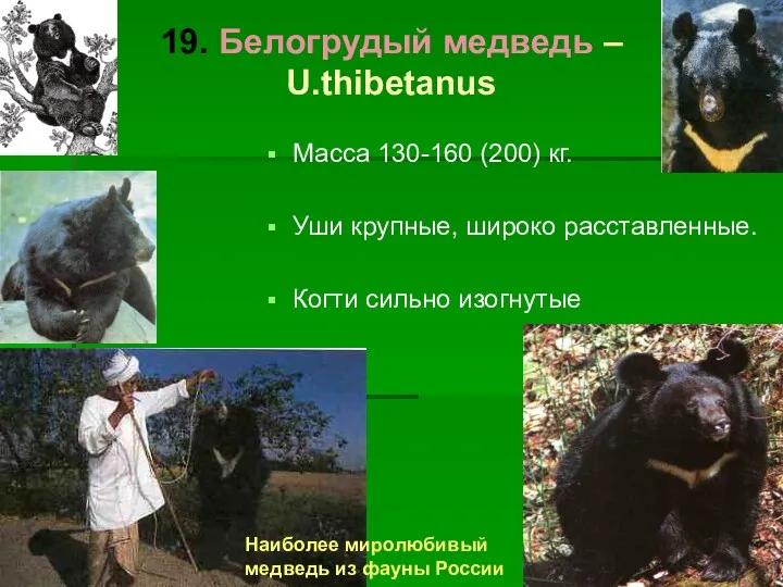 19. Белогрудый медведь – U.thibetanus Масса 130-160 (200) кг. Уши