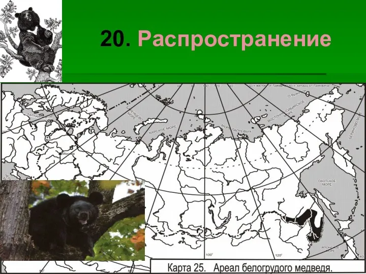 20. Распространение