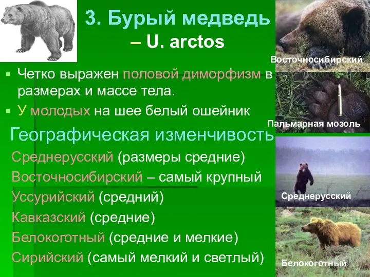 3. Бурый медведь – U. arctos Четко выражен половой диморфизм