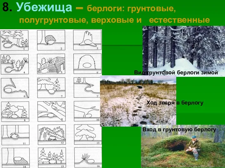 8. Убежища – берлоги: грунтовые, полугрунтовые, верховые и естественные Ход