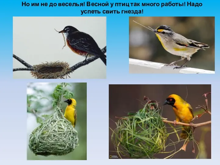 Но им не до веселья! Весной у птиц так много работы! Надо успеть свить гнезда!