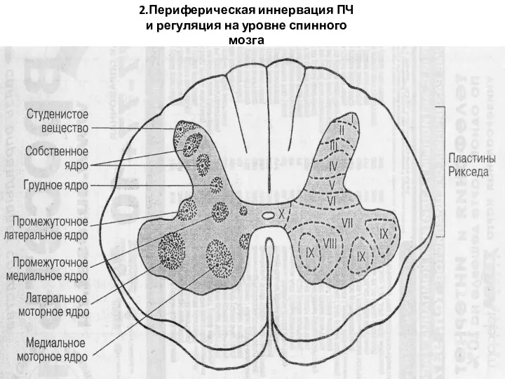 2.Периферическая иннервация ПЧ и регуляция на уровне спинного мозга