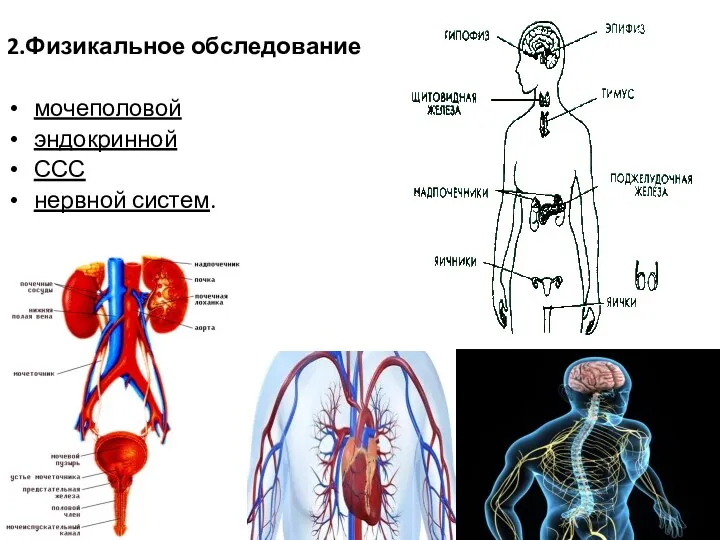 2.Физикальное обследование мочеполовой эндокринной ССС нервной систем.