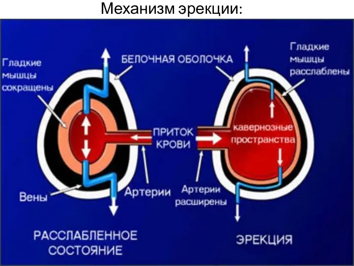 Механизм эрекции: