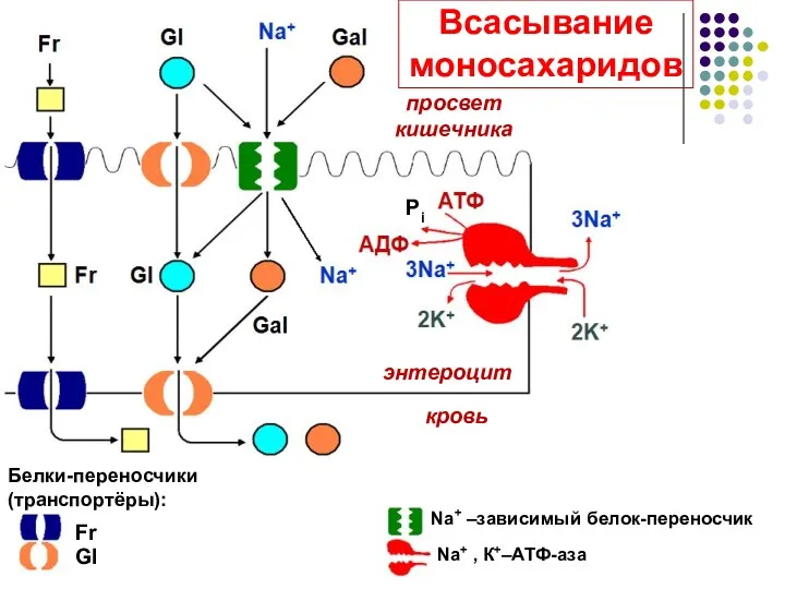 Рi Белки-переносчики (транспортёры): Fr Gl просвет кишечника кровь энтероцит Na+