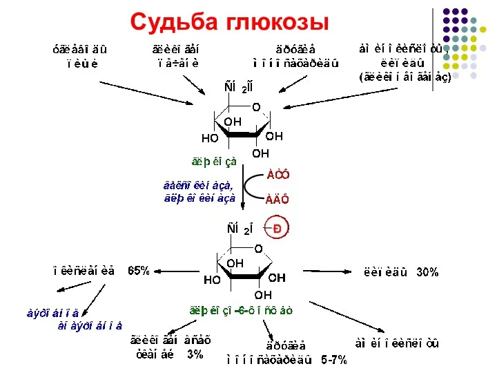 Судьба глюкозы