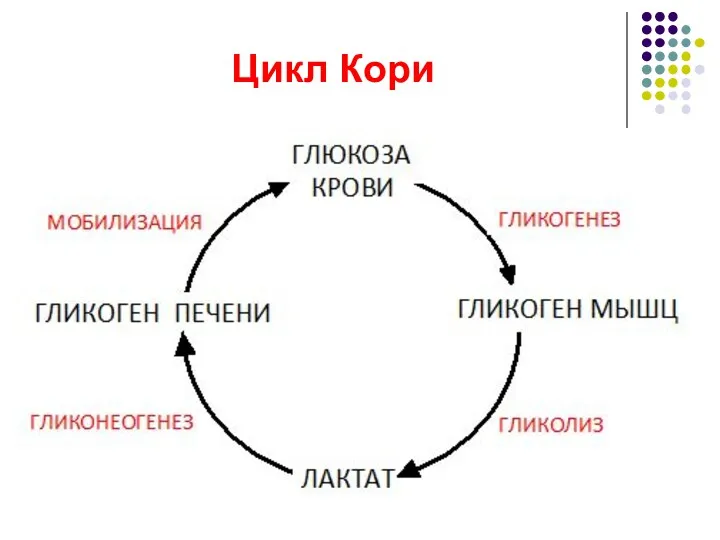 Цикл Кори