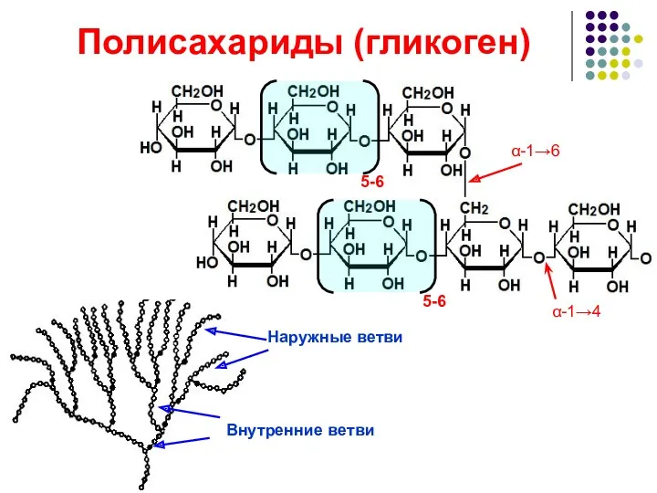 Полисахариды (гликоген) 5-6 5-6 α-1→4 α-1→6 Внутренние ветви Наружные ветви