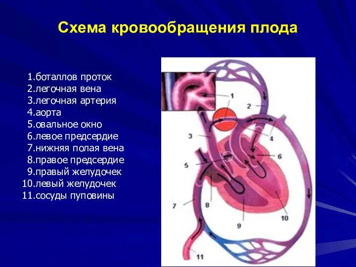 Схема кровообращения плода