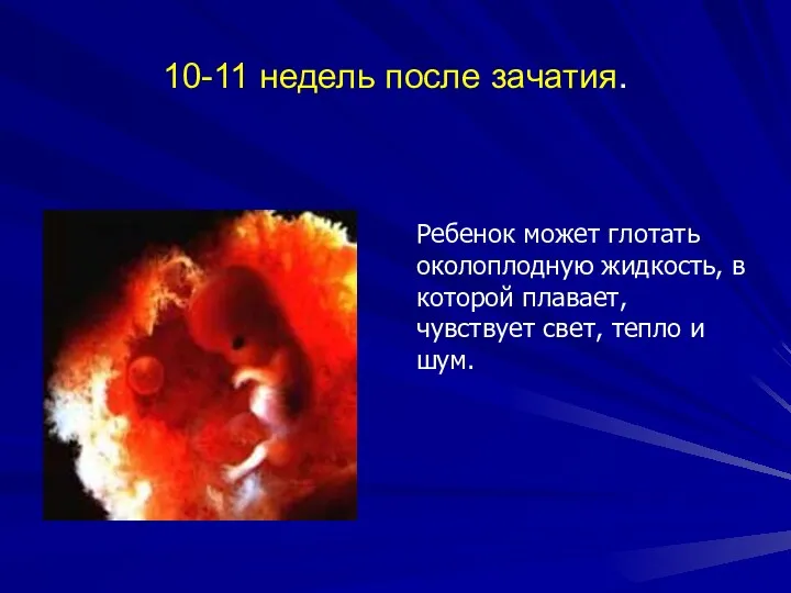 10-11 недель после зачатия.