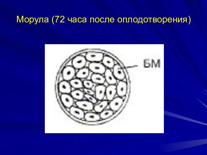 Морула (72 часа после оплодотворения)