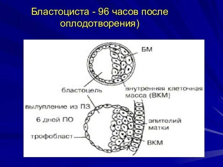 Бластоциста - 96 часов после оплодотворения)