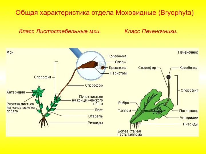Общая характеристика отдела Моховидные (Bryophyta) Класс Листостебельные мхи. Класс Печеночники.